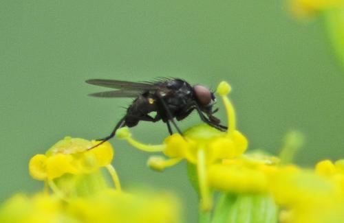 Réf. 237 823 : Azelia monodactyla